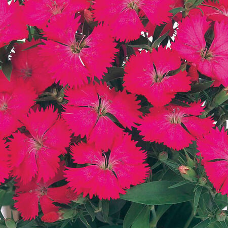 Pink Diamond, Dianthus - Packet image number null